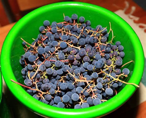 It's harvest time_2017_10_08_0012 | Grape harvesting has sta… | Flickr