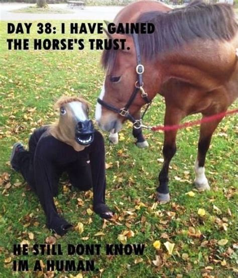 80 Super Funny Horse Memes