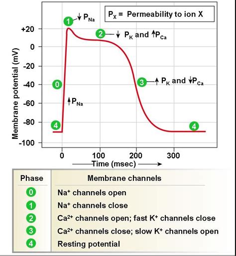 Action Potential of Contractile Cardiac Cells Begins with rapid ...