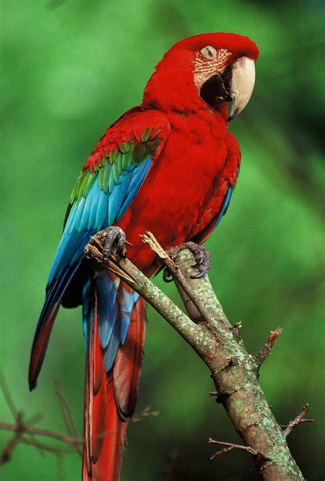 tropical rainforest bird.jpg : Biological Science Picture Directory ...