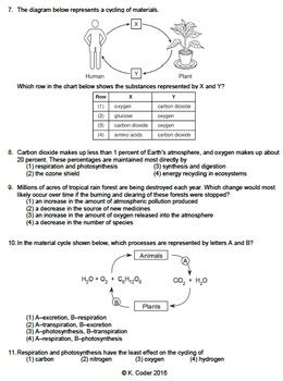 Worksheet - Carbon-Oxygen Cycle *EDITABLE* | TPT