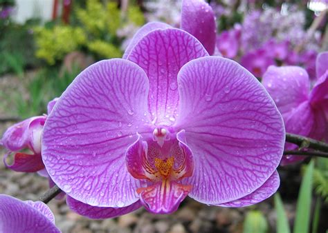 List of the Best Types of Orchids