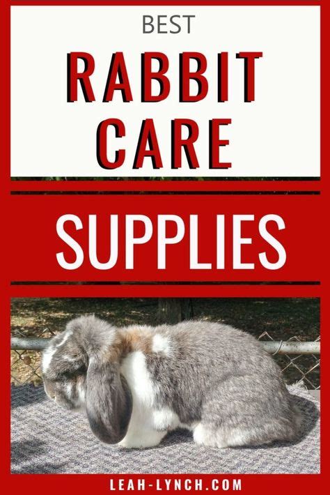 Rabbit Care For Beginners