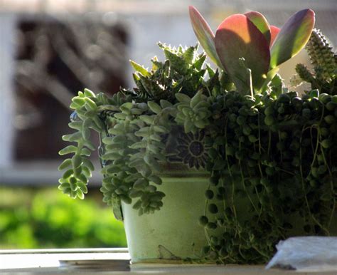 5 best indoor succulents | types of succulents - Naturebring