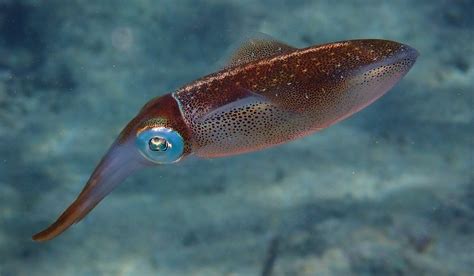 Caribbean reef squid | About Sepioteuthis sepioidea - Snorkel Things