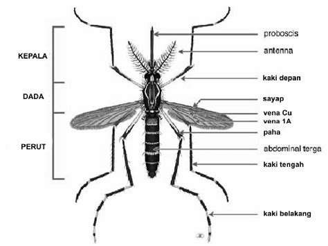 Gambar Telur Nyamuk Anopheles – analisis