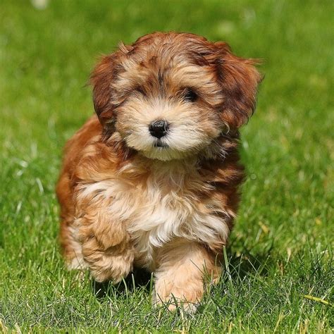 30 Cutest Pictures of Havanese Puppies - Best Photography, Art ...