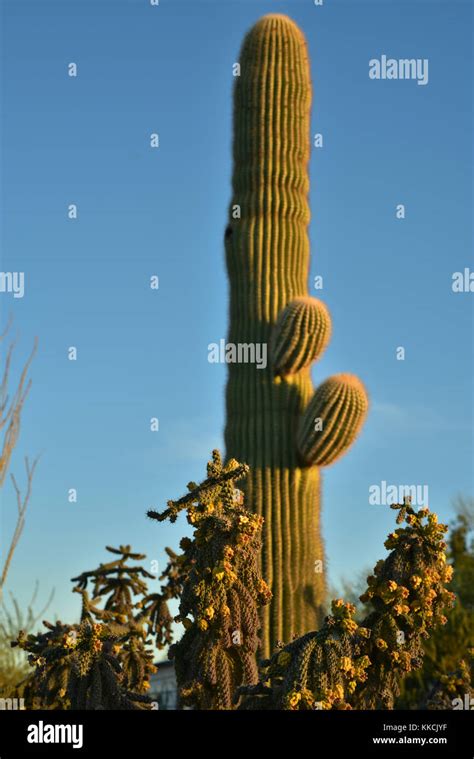 desert cactus plants Stock Photo - Alamy