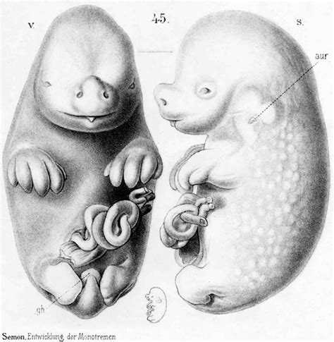 File:Echidna historic embryology 45.jpg - Embryology