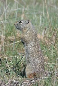 Northern Idaho Ground Squirrel | Species Conservation