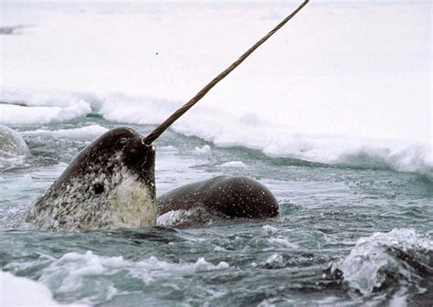 Narwhal tusks may indicate effects of climate change, say scientists ...