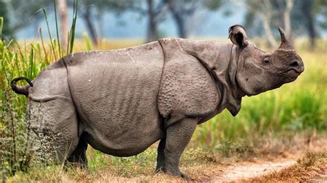 Javan Rhino Facts, Range, Habitat, Diet, Population, Pictures