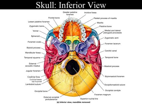 Inferior Skull Anatomy