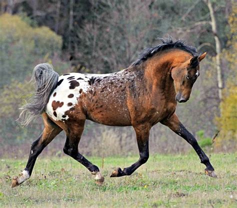 Tiger horse(Origin, Characteristics, Facts & More)