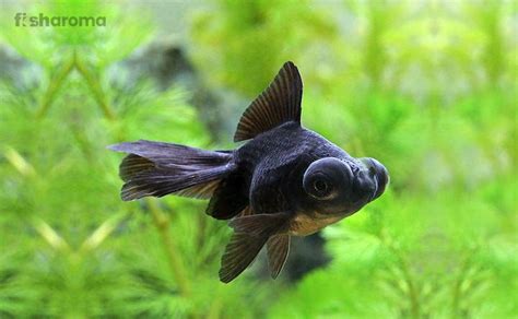 Black Moor Goldfish - Breeding, Feeding, Tank Requirements and More