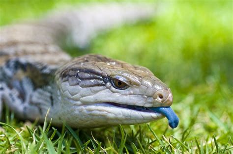 Blue Tongue Skink Care Guide & Price » Petsoid