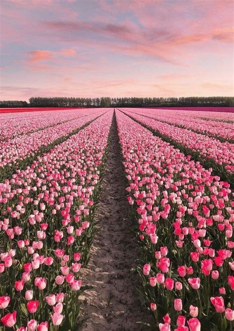 photography pink field of roses designer inspired home decor pretty ...