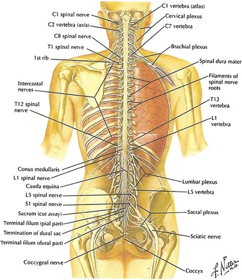 The Spinal Cord - Neurologic Clinics