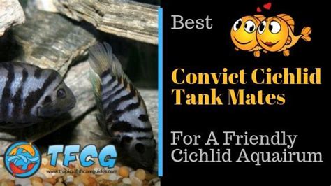 20 Best Convict Cichlid Tank Mates Care & Setup Guide 2023