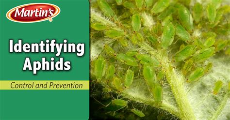 How to Identify Aphids