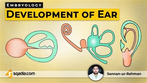 Development of Ear