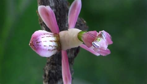 Praying Mantis Flower Camouflage | Best Flower Site