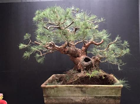 Casuarina equisetifolia bonsai redesigned