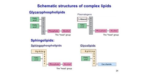 Sphingophospholipids - www.medicoapps.org