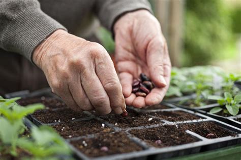 Starting a Vegetable Garden From Seeds or Seedlings