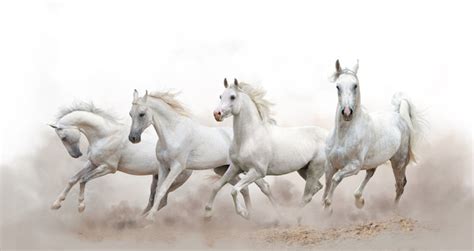 Beautiful White Horse Running