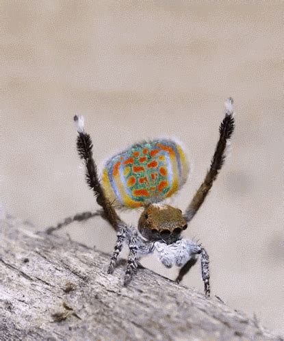 Bugs Insects GIF - Bugs Insects DancingSpider - Discover & Share GIFs