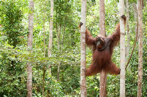 Helping orangutans survive: new project aims to connect habitat ...