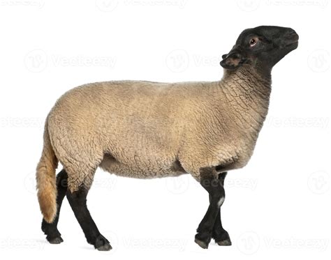 Female Suffolk sheep, Ovis aries, 2 years old, standing 843663 Stock ...