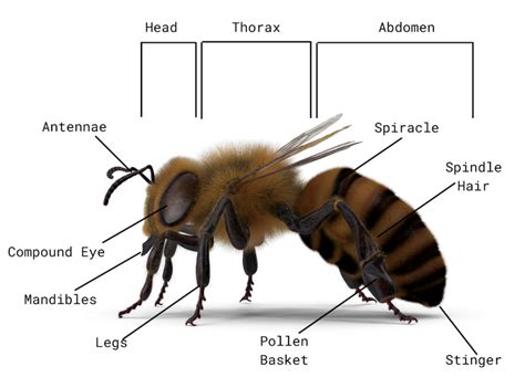 Honey Bee Anatomy – Honey Bee Research Centre