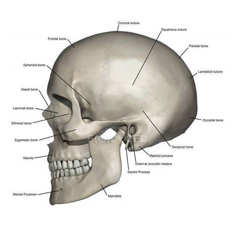 Lateral view of human skull anatomy with annotations — healthcare ...