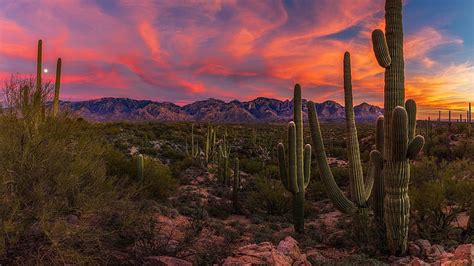 HD wallpaper: sunset, arizona, cacti, united states, saguaro cactus ...