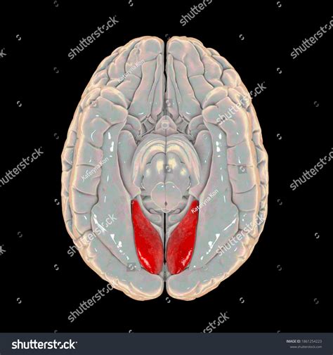 Human Brain Highlighted Lingual Gyrus Medial Stock Illustration ...