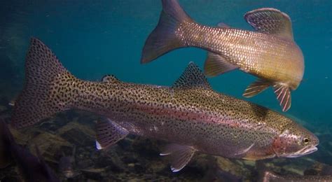 10 Fishy Facts About Rainbow Trout | The Fact Site