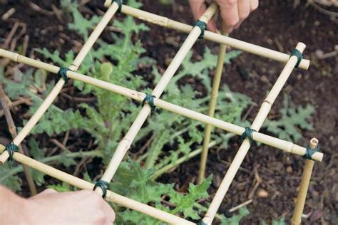 How to Make Plant Supports - BBC Gardeners World Magazine