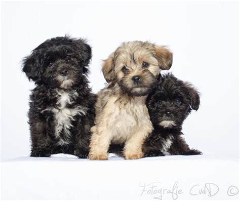 Shih Tzu Poodle Mix Information - Shih Tzu Dog