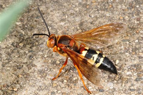 Cicada Killer Wasps — TLG Turfcare, LLC