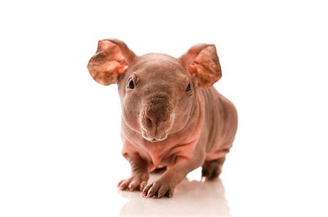 hairless-guinea-pig-6.jpg.838x0_q80 - Pets On Board