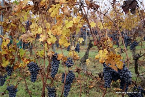 Nebbiolo harvest | Grape harvesting, Grapes, Harvest