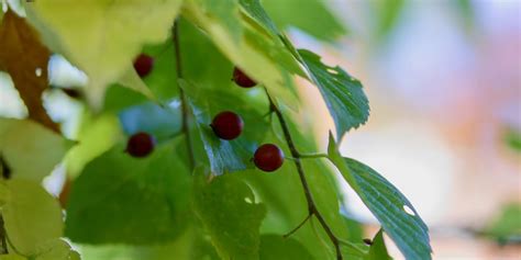 Shade Trees That Grow In Clay Soil: 12 Lovely Trees - GFL Outdoors