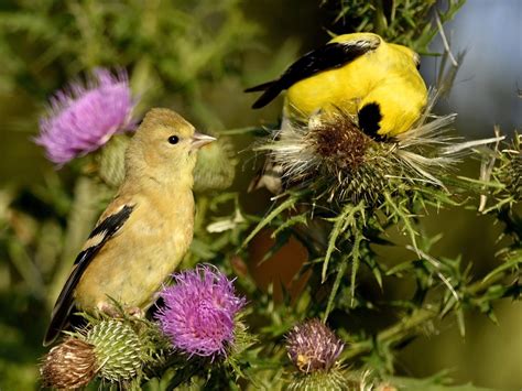 American Goldfinch | Celebrate Urban Birds