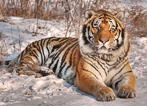 Siberian Tiger Size And Weight