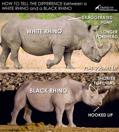 How to Tell the Difference Between Black and White Rhino | Travel For ...