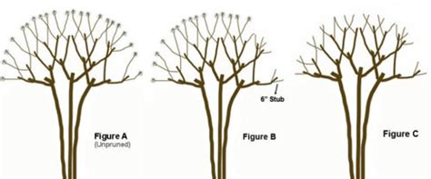 Quick Tip: When to Prune Crape Myrtles in Gainesville Lawns | The ...