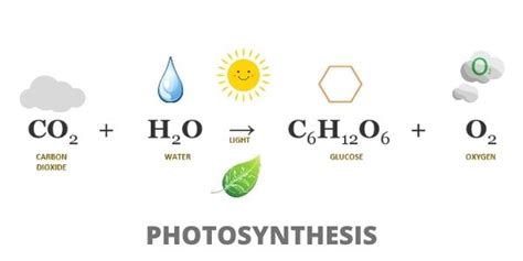 Overall Photosynthesis Equation Products - Tessshebaylo