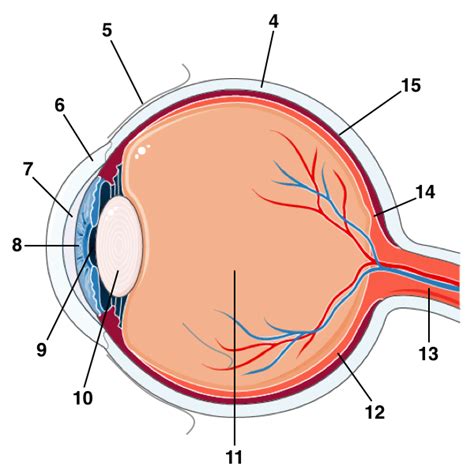 Eye Anatomy